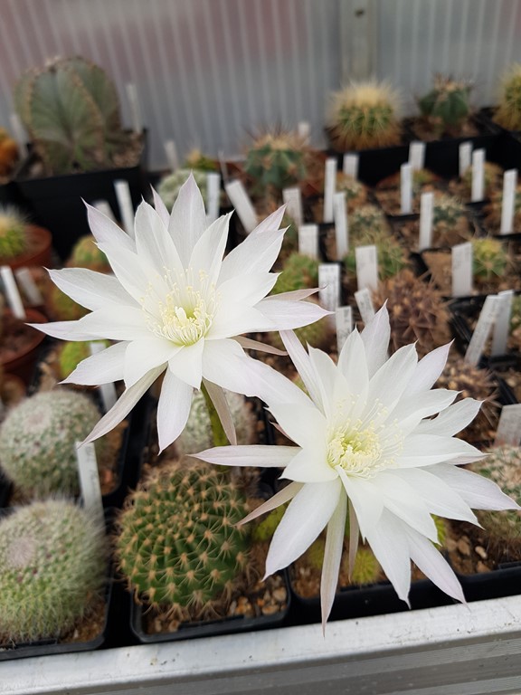 Echinopsis Polyancistra 