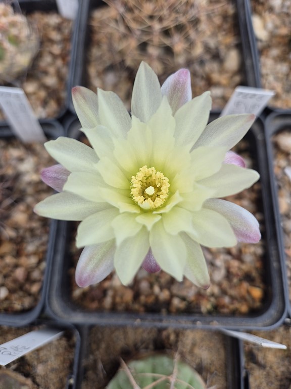 Gymnocalycium Gibbosum 