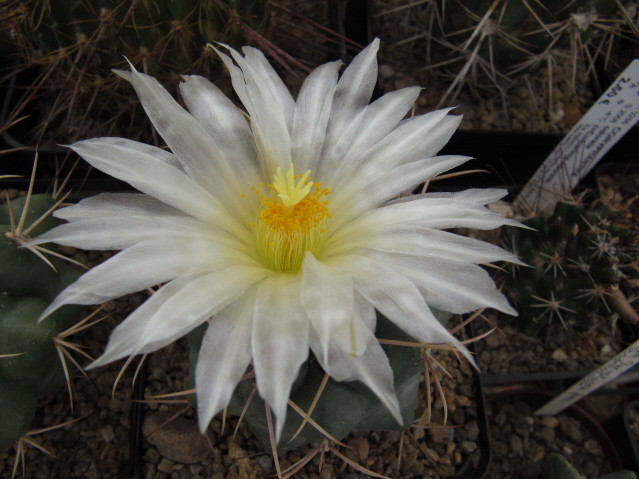 réf:554 Thélocactus Lloydii v. major HK 1508