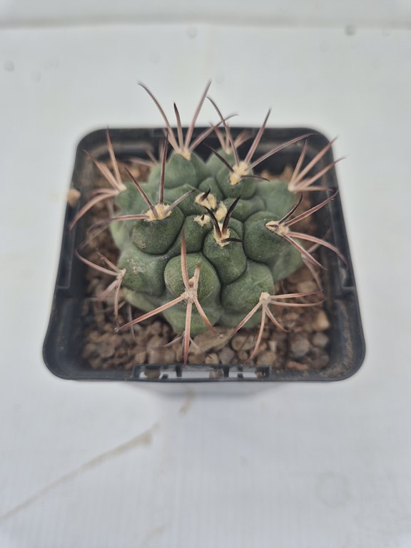 Gymnocalycium Schickendantzii