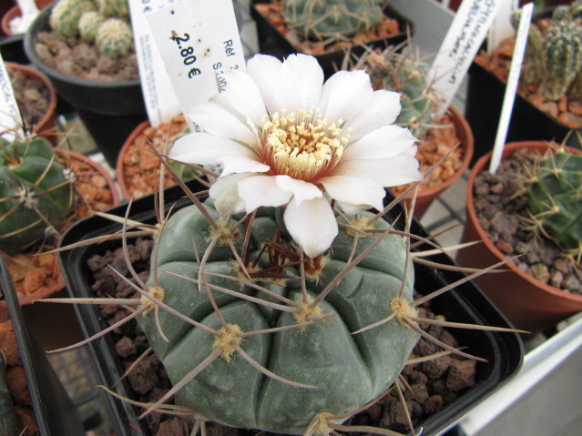 réf:280  Gymnocalycium Castellanosii v. bozsingianum P205