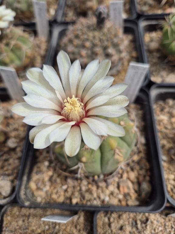 Gymnocalycium Bayrianum 