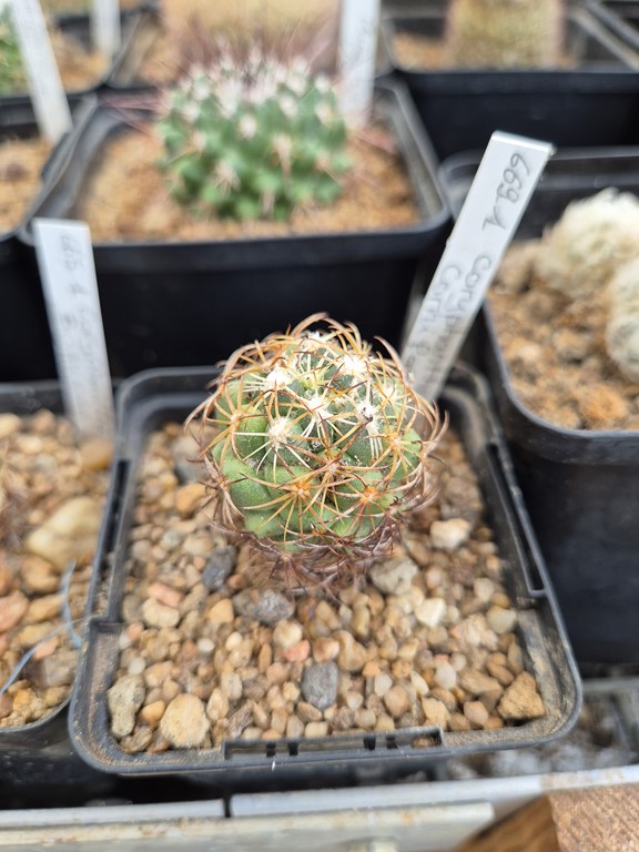 Coryphantha   Cornifera