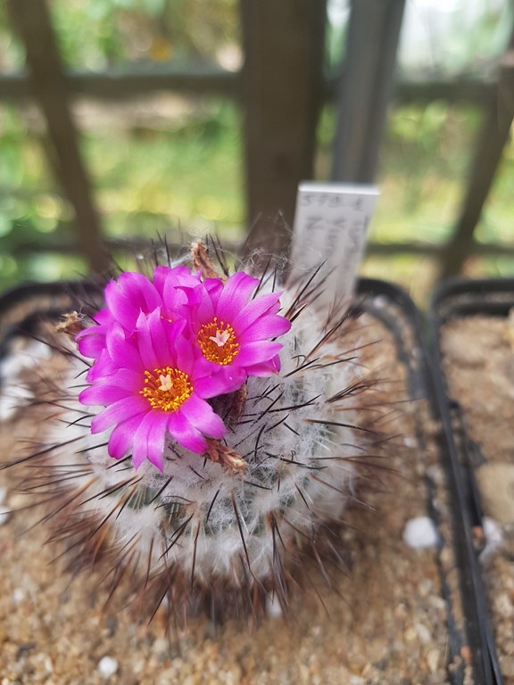 réf:579 Turbinicarpus Viereckii ssp, neglectus L-1159