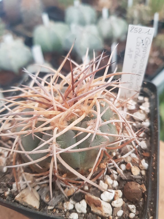 Gymnocalycium Cardenasianum AF 