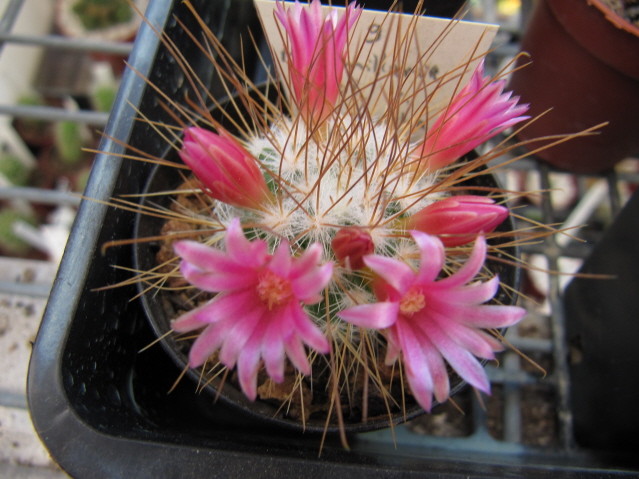 réf:325  Mammillaria Rekoi v. Leptacantha