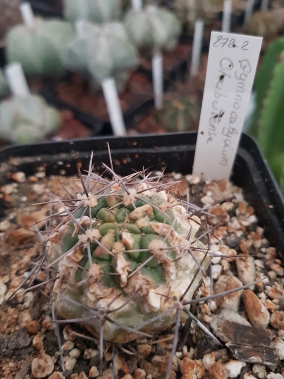Gymnocalycium Chubutense