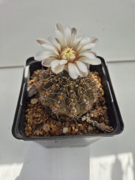 Gymnocalycium Quehlianum