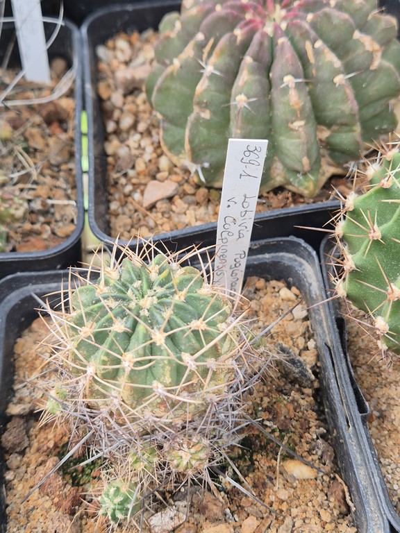 Lobivia Pugionacantha v. culpinensis