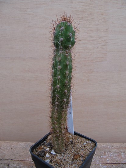 réf.641 Corryocactus brevistylus