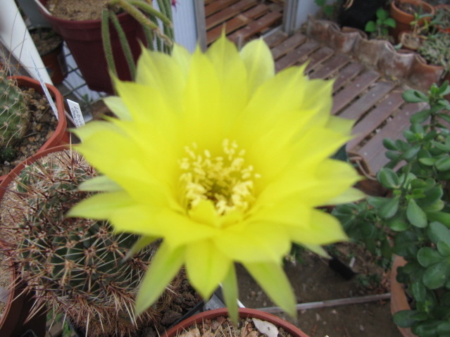 Lobivia Aurea