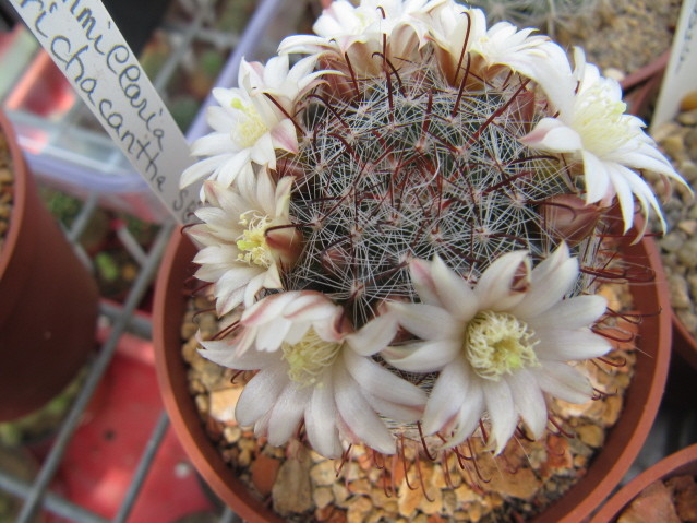 Mammillaria Trichacantha SB 21 photo prise le 03-05-2013