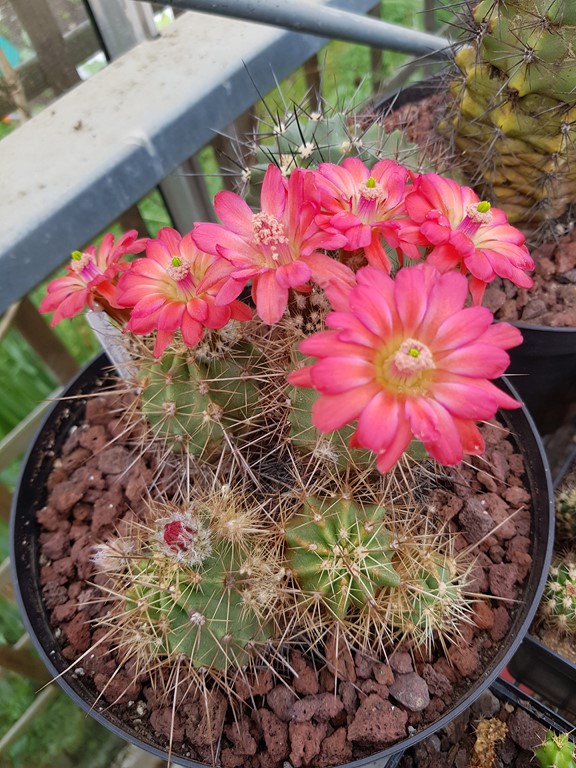 Echinocereus Polyacanthus