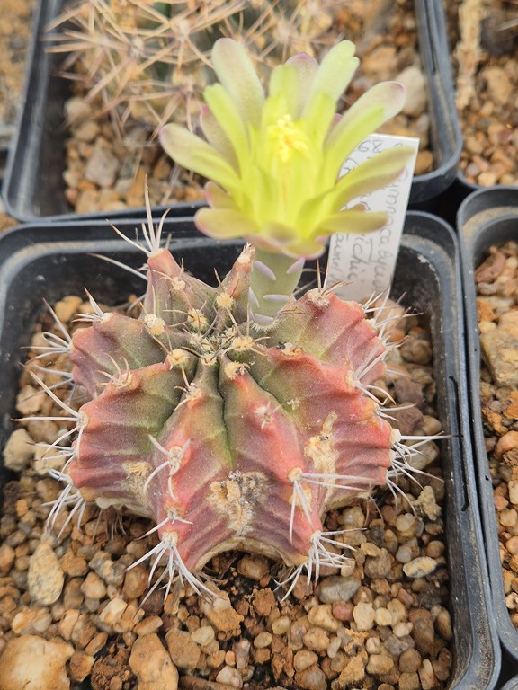 Gymnocalycium Mihanovitchii 