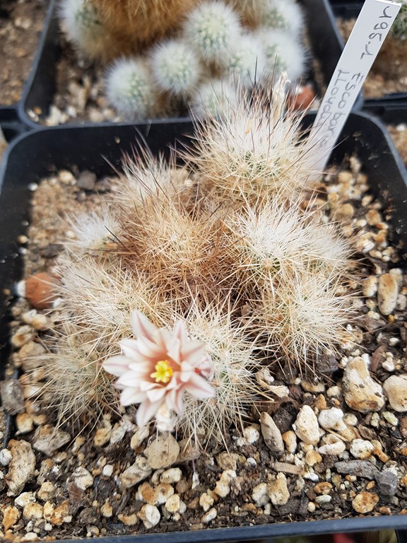  Escobaria Lloydii