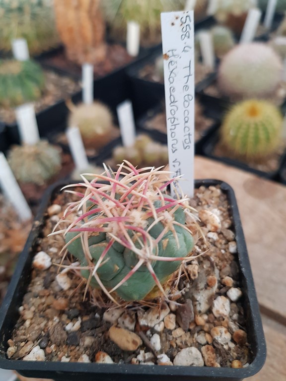  Thélocactus Hexaedrophorus v. fossulatus JL2181+AF