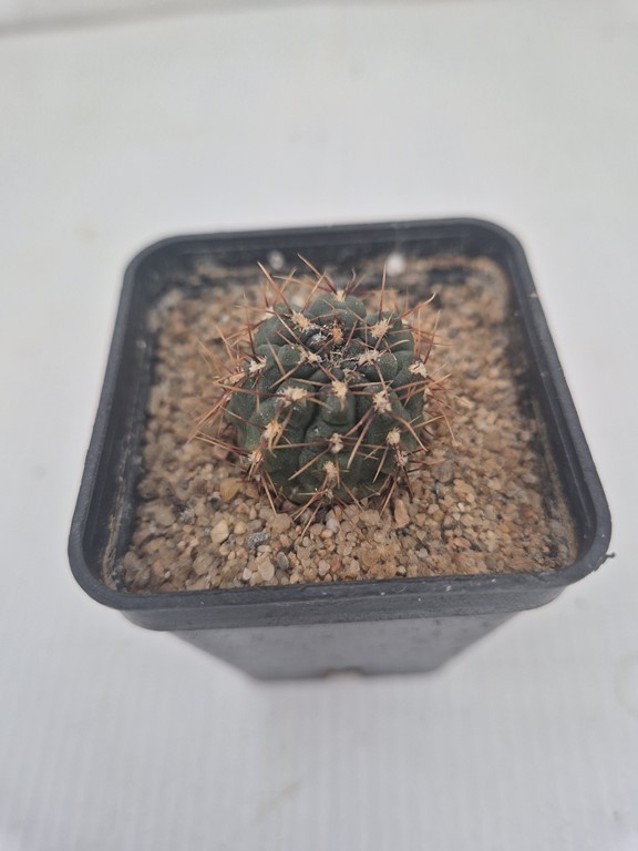 Gymnocalycium Gaponii - B 42