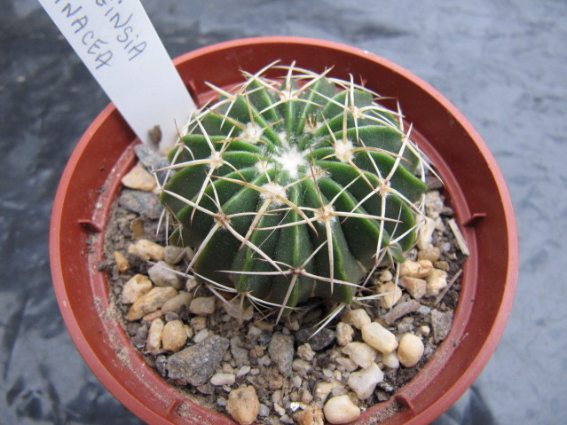 Wigginsia Erinacea