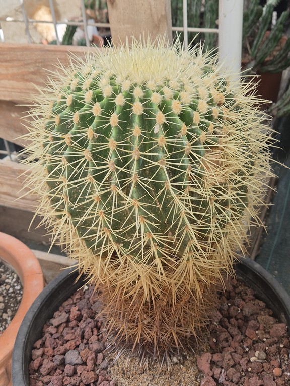 Echinocactus Grusonii var, alba
