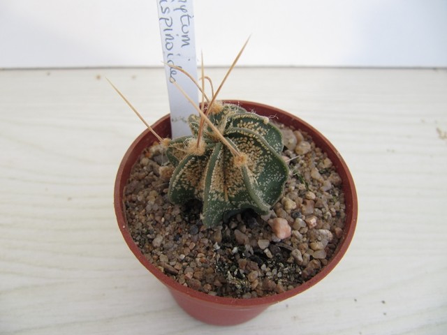  Astrophytum Crassispinoide