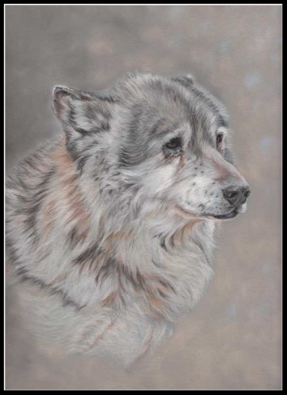 Tierzeichnung, Wolfzeichnung, Wolf, Wolfportrait, Zeichnung, Pastellzeichnung