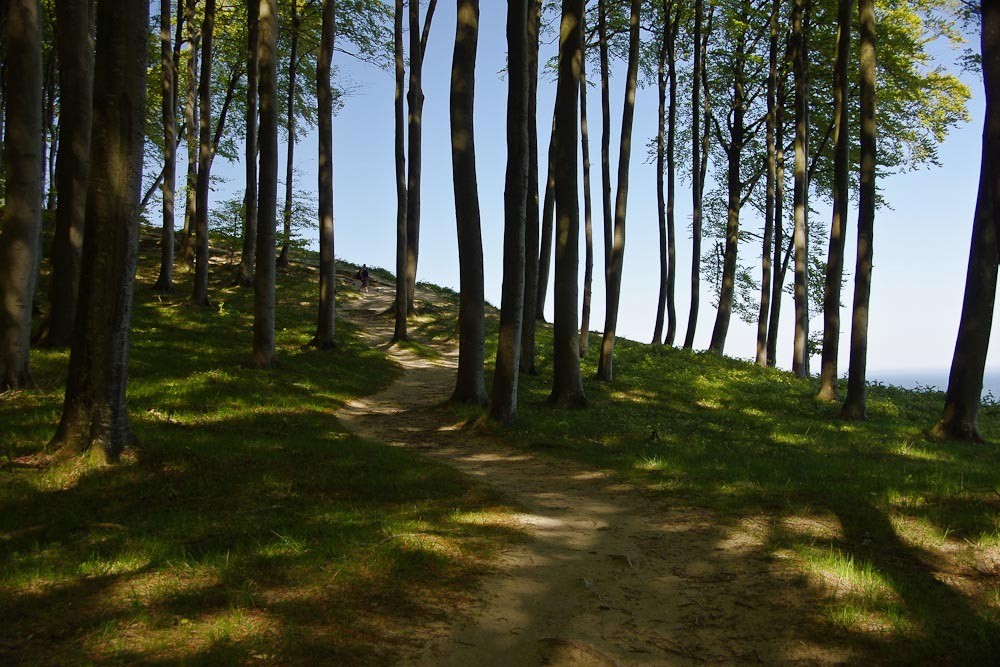 Der wunderschöne Buchenwald am Hochufer