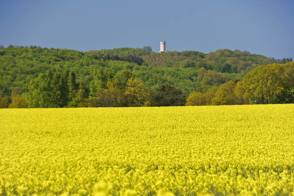  Kurz hinter Seedorf passierte es dann, im milden Südosten Rügens war der Raps schon viel weiter. Hier ein Bild mit dem sehenswerten Jagdschloss Granitz im Hintergrund