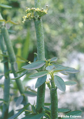 Euphorbia estevesii