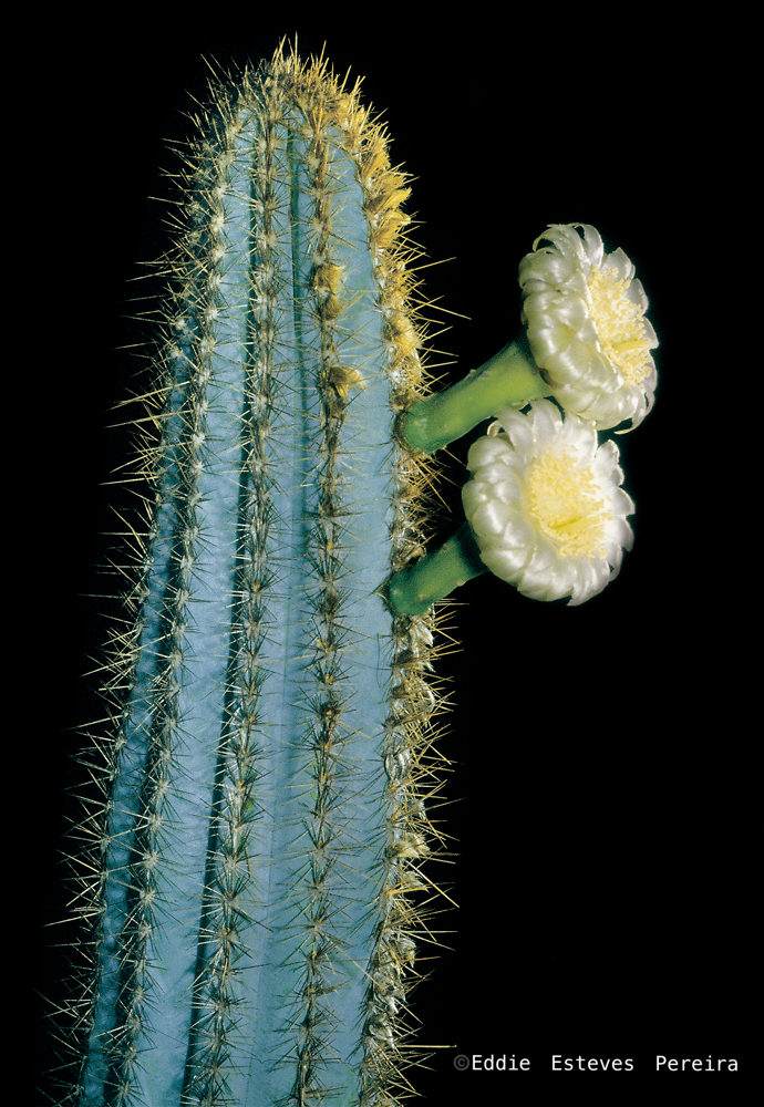 Pilosocereus jauruensis ssp. cincinnopetalus  (Photo: Eddie Esteves Pereira)