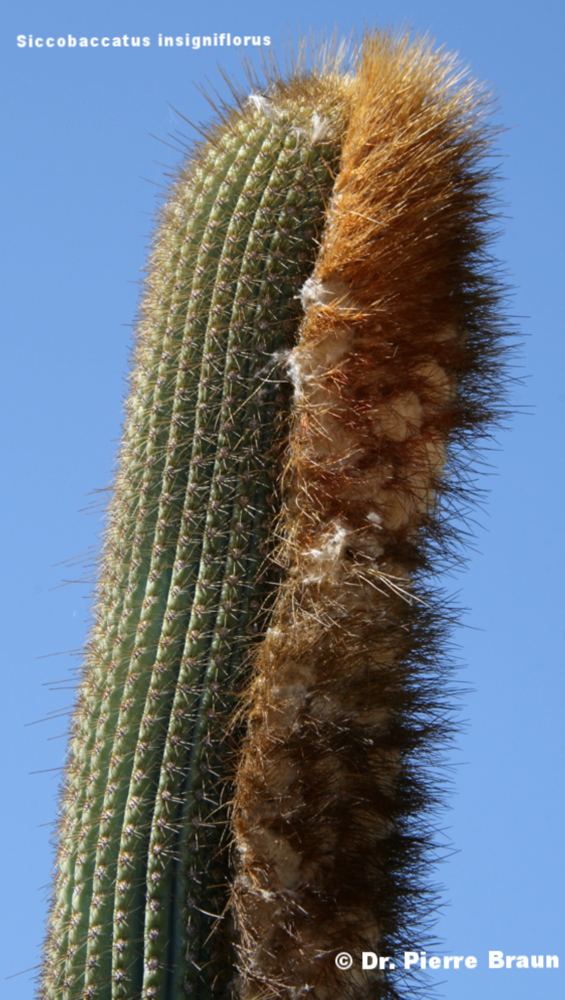 Siccobaccatus insigniflorus