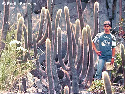 Dr. Charles Esteves Pereira, Bahia 1984