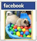    LUCKY DOGS  -  Facebookseite