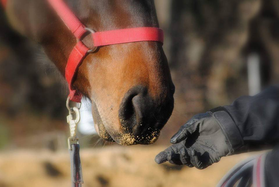 Reconversion : signature d'un accord pour les trotteurs - Cheval Magazine