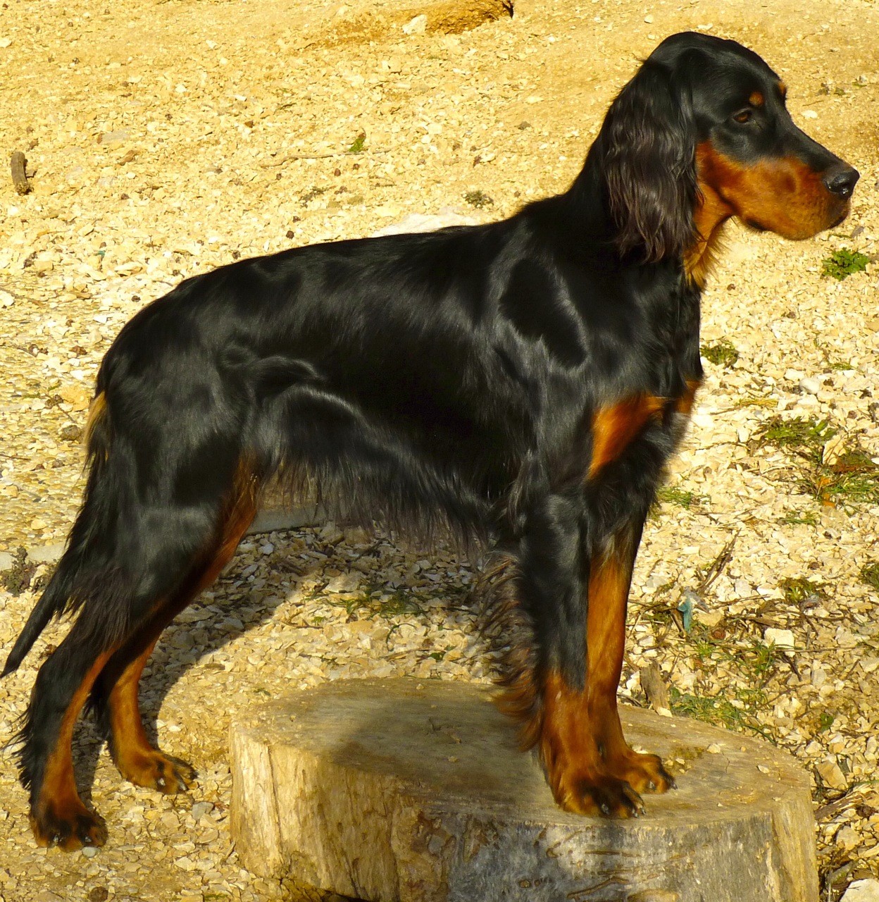 Junie des Pralines d'Aubejoux, Trialer gibier naturel