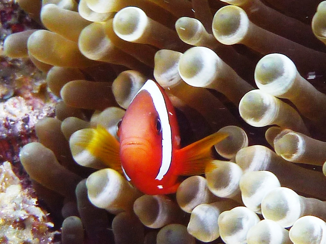 Des poissons clowns