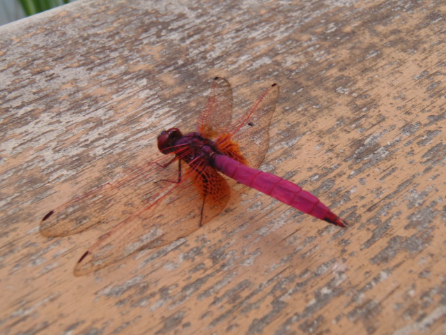 Libellule 