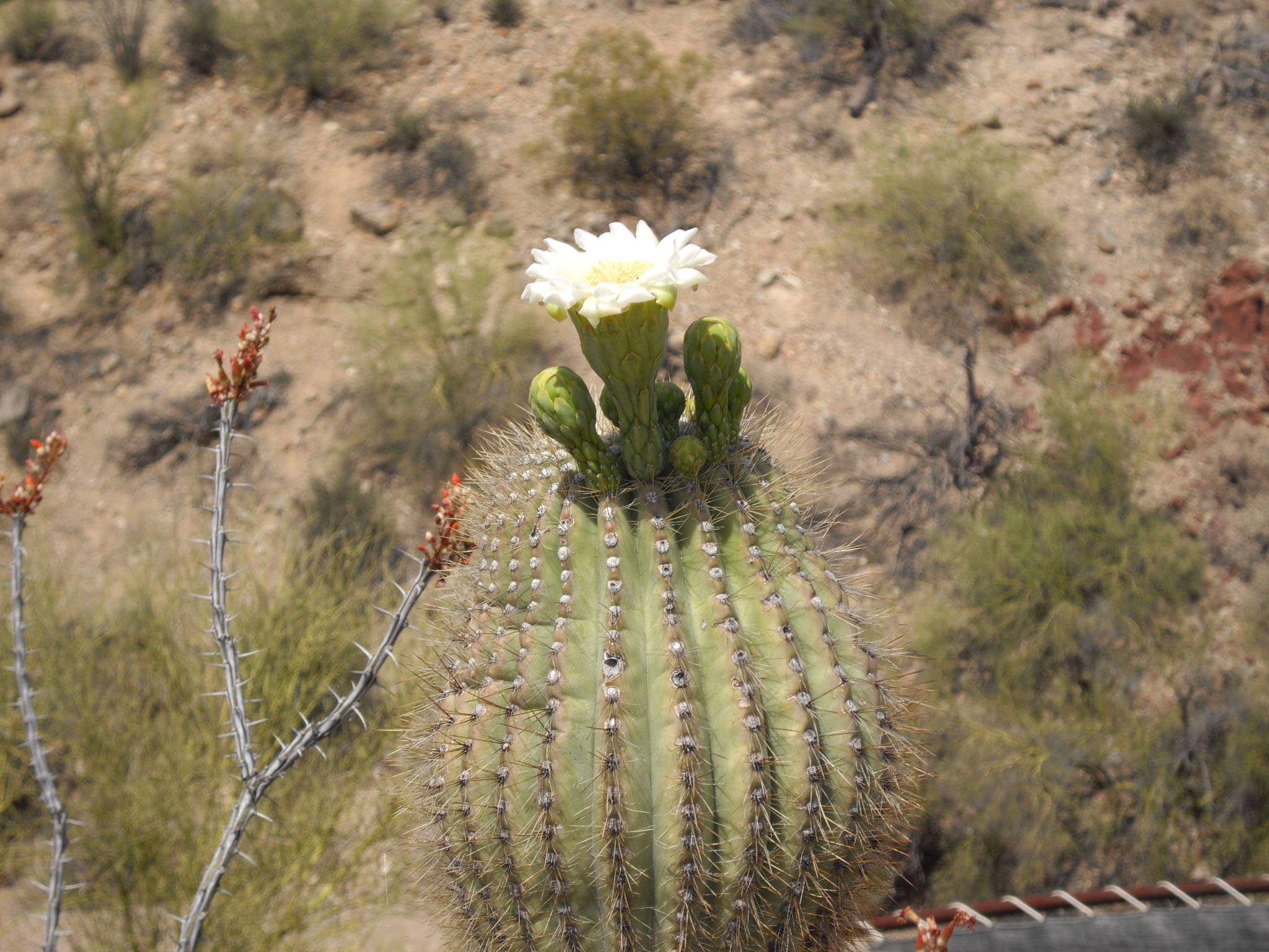 Les cactus en fleur.