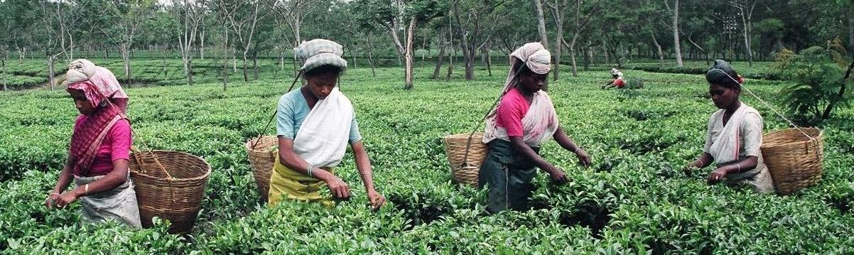 有機紅茶について(ORGANIC TEA) - organic-tea ページ! 有機紅茶について(ORGANIC TEA) - organic-tea ページ!