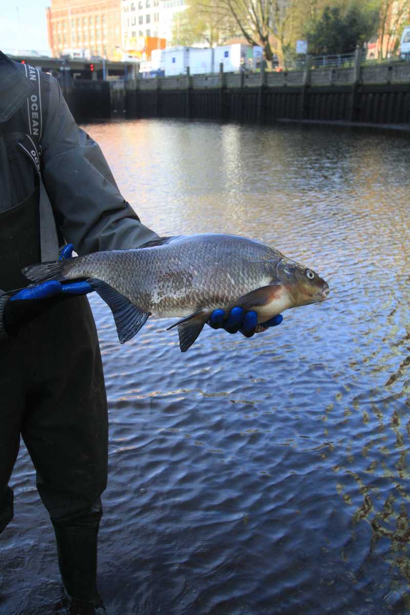 Diese Brachse hat es nicht mehr rechtzeitig ins tiefe Wasser geschafft und ist verendet (Foto: A. Lampe).