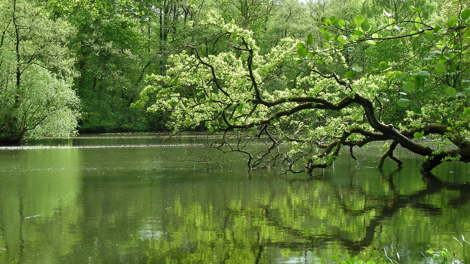 Altwasser an der Alster? Durch Wehre wird die Alster aufgestaut und verliert ihren Fließgewässercharakter. Fischtreppen sollen die Durchgängigkeit herstellen.