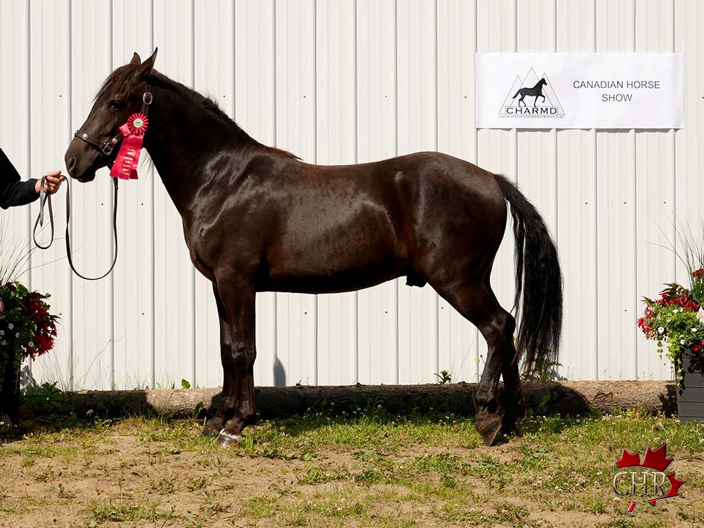 Horses for sale in Alberta Canadian Hay Ranch Canadian Horse