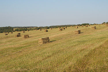 High quality horse and cow hay