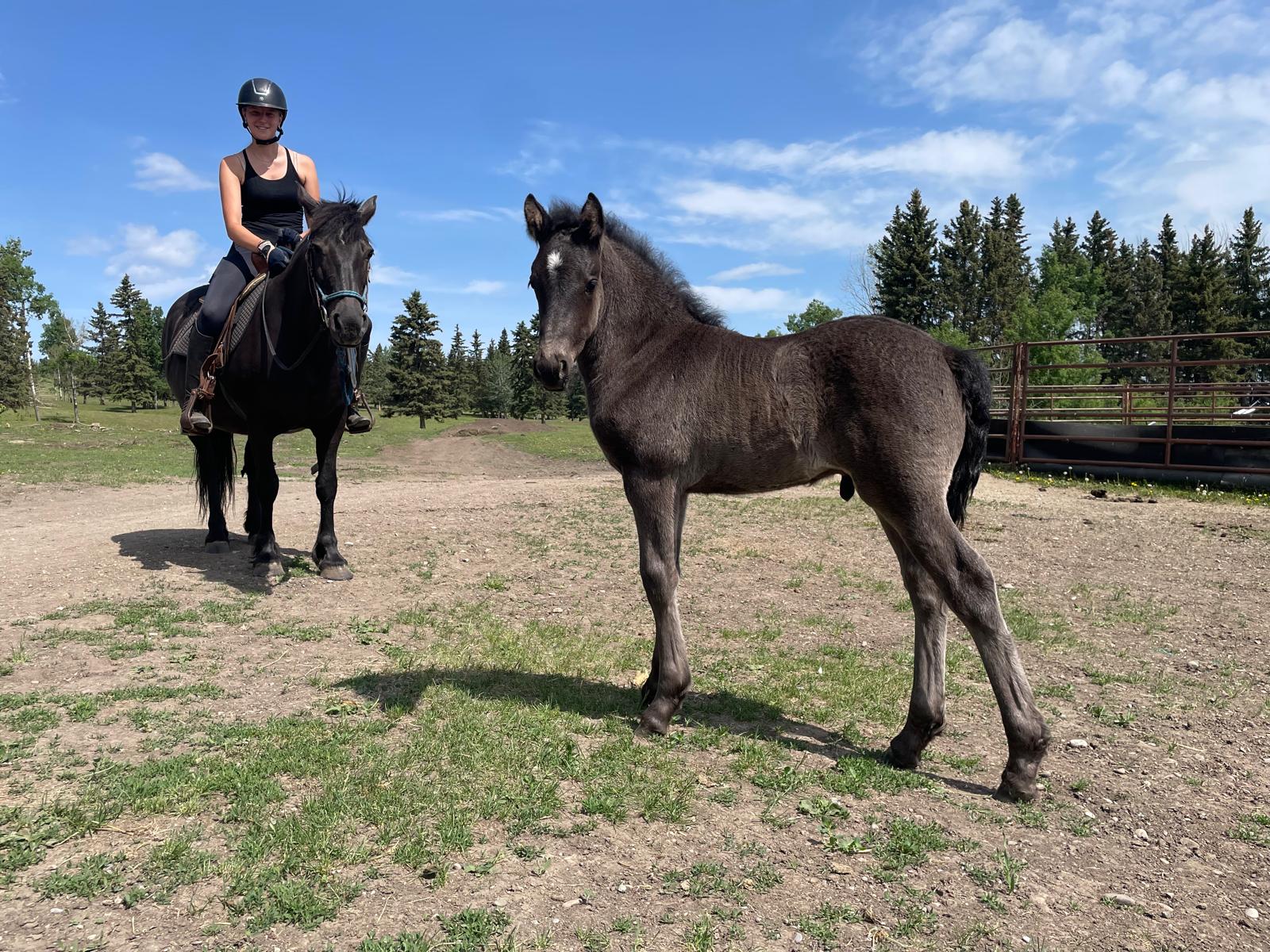 Blain Revelstoke Magnus and Blain Dapper Totem