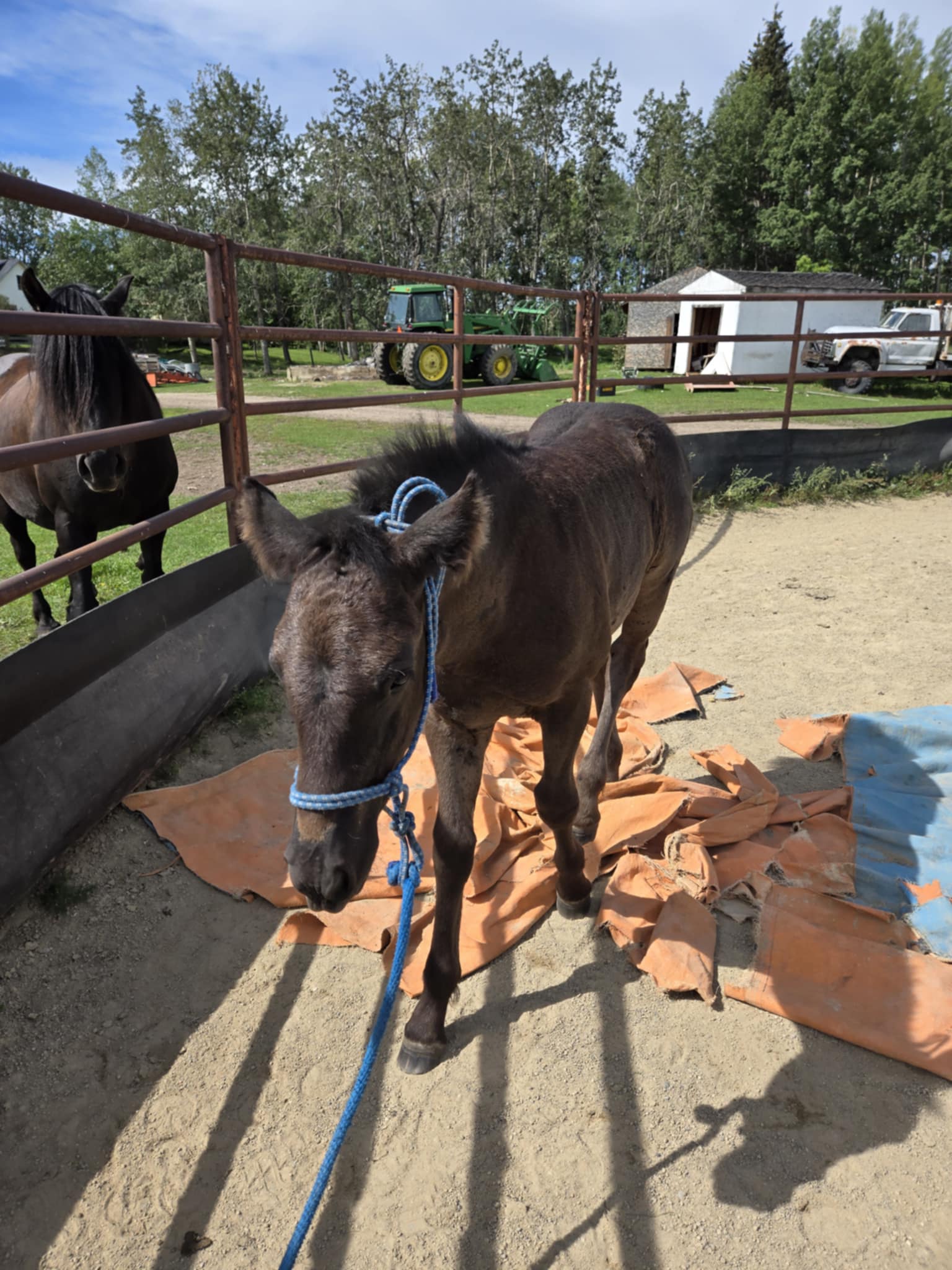 Candian offspring for sale
