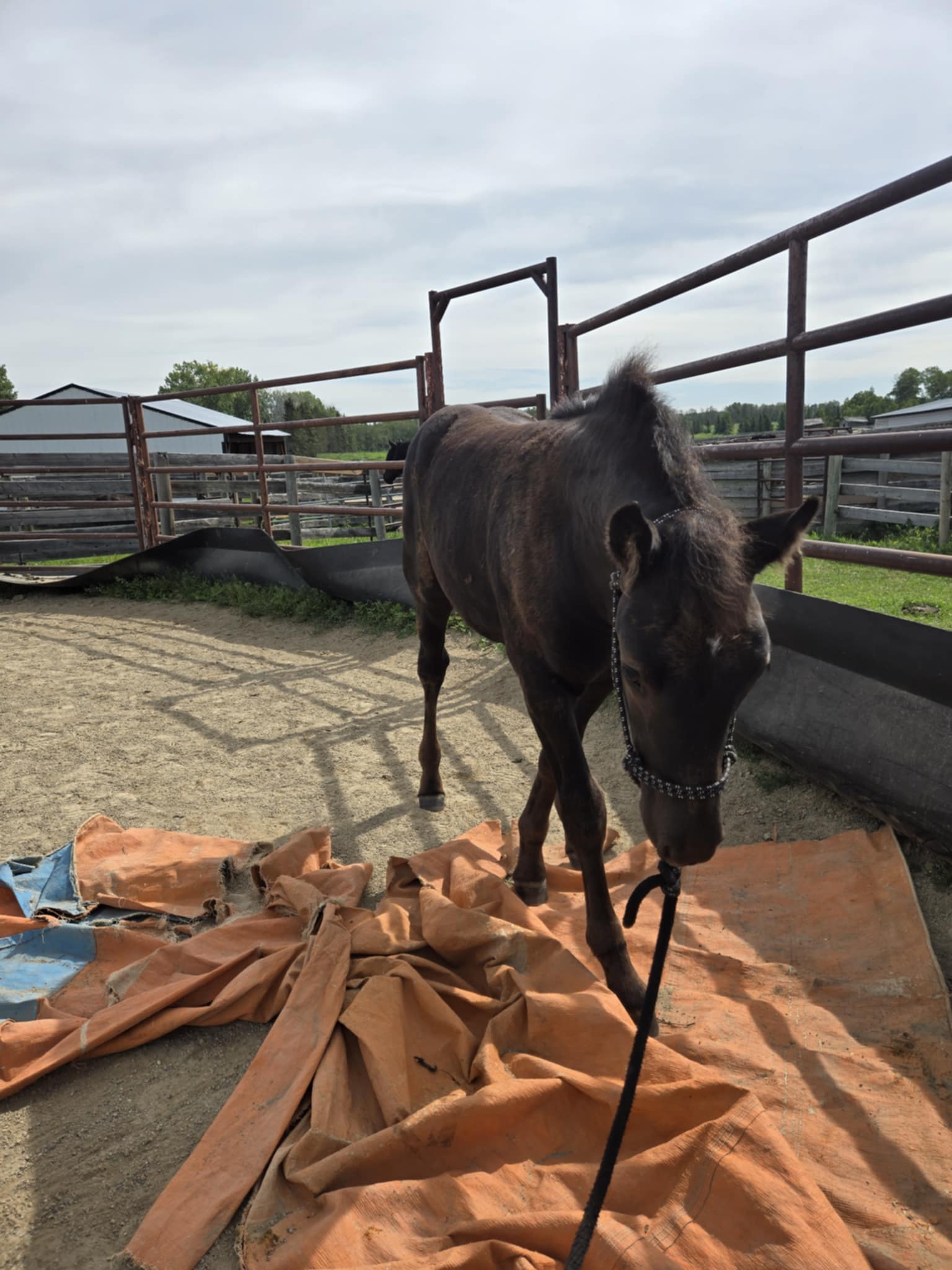 Candian Horse black