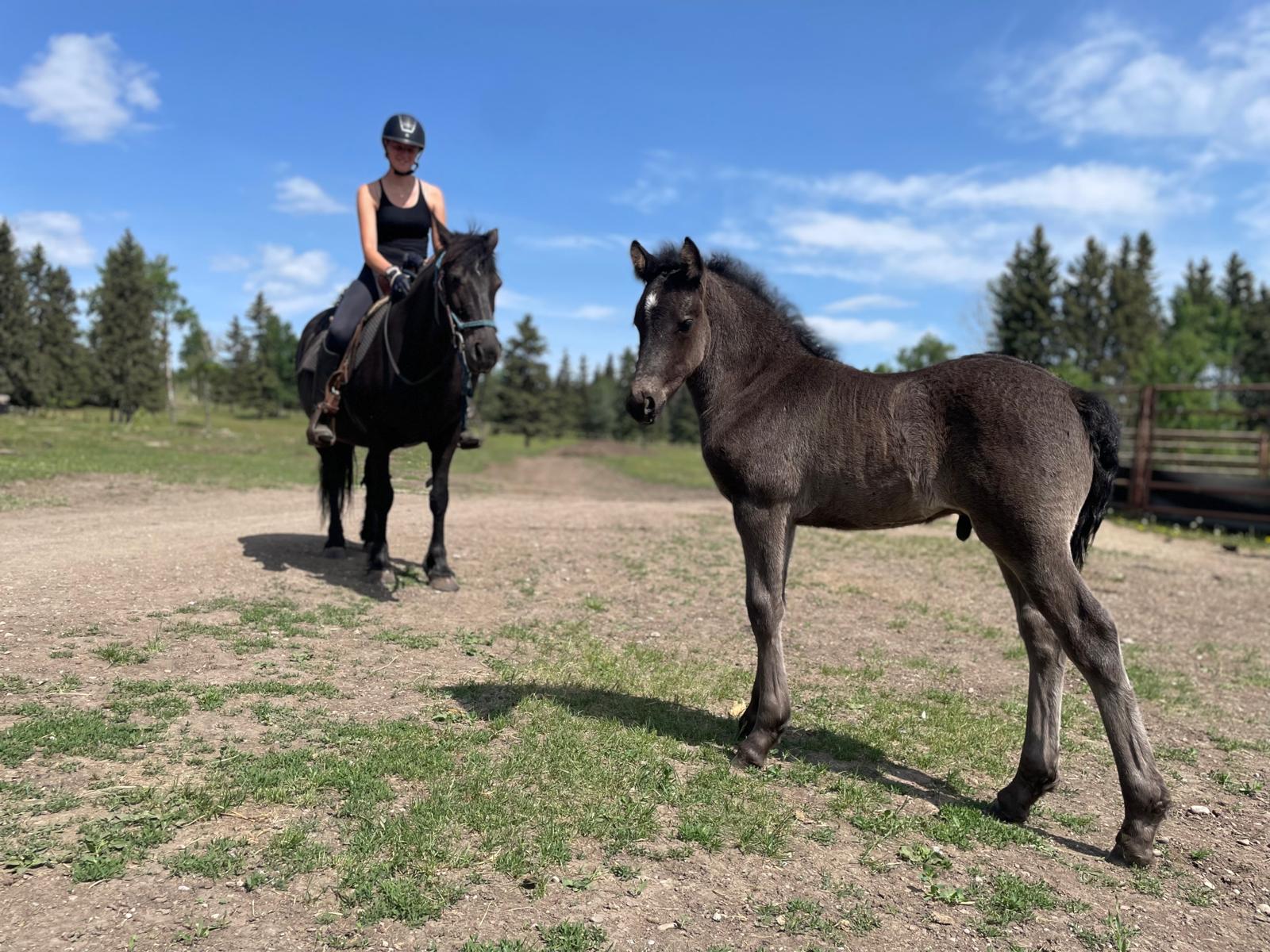 Canadian Hay Ranch