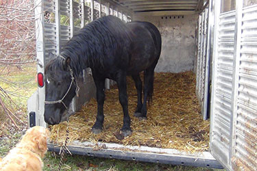 Horse Transportation Options for Horses Bought at Canadian Hay Ranch