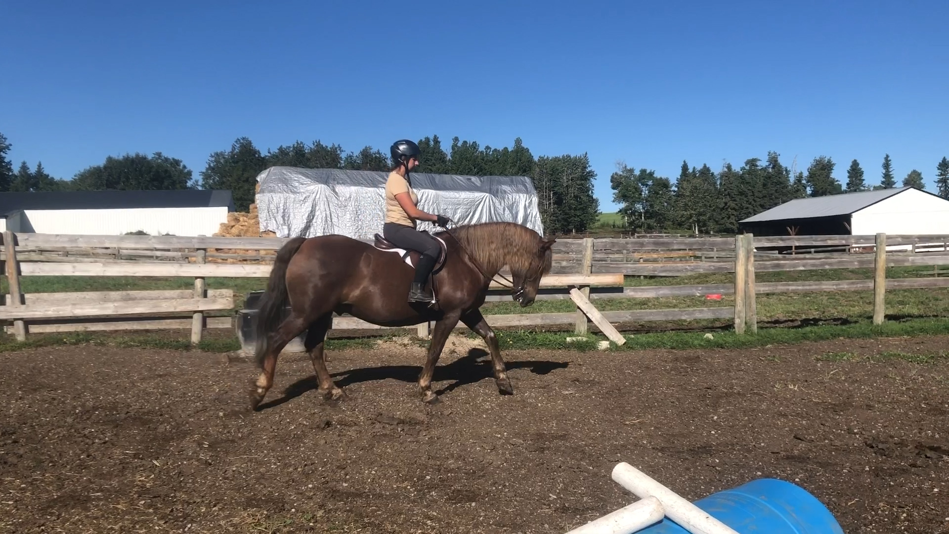 Pleassure riding horse for sale in Calgary Canadian Hay Ranch