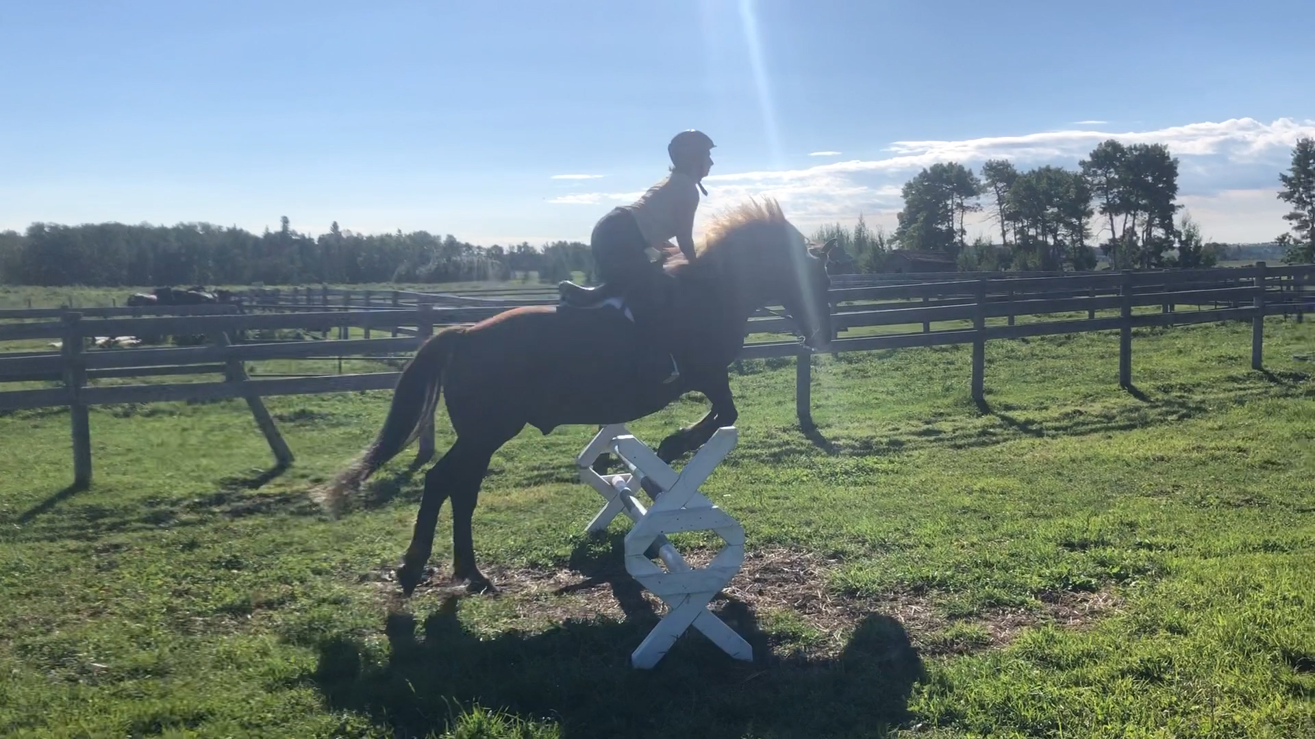 Pleassure riding horse for sale in Calgary Canadian Hay Ranch