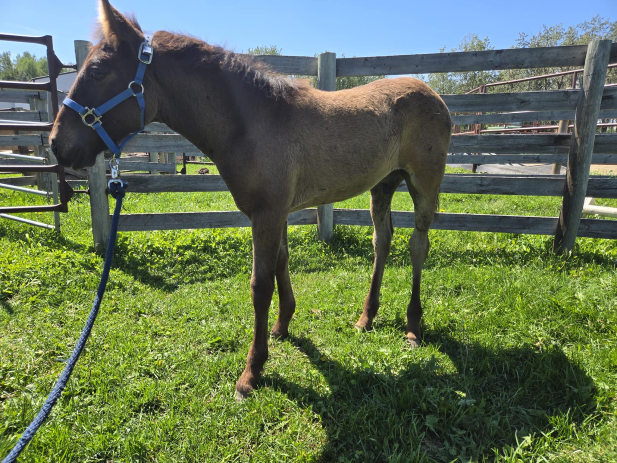 Canadian Horse colt for sale